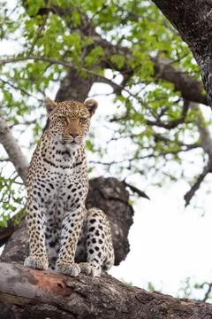 Leopard sitting in a tree Stock Photos