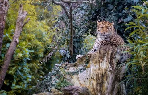 Leopard sitting on a tree trunk in the nature Foto stock