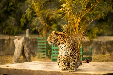 Leopard sitting on a wooden platform Stock Photos