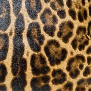 Leopard skin background Stock Photos
