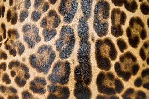 Leopard skin background Stock Photos