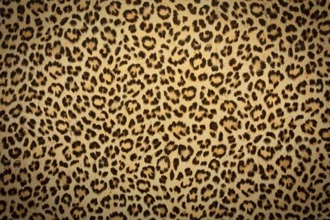 Leopard skin background texture, real fur retro design, close-up wild animail Stock Photos