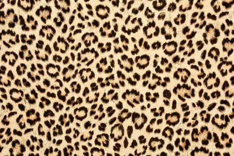Leopard skin background texture, real fur retro design, close-up wild animail Stock Photos