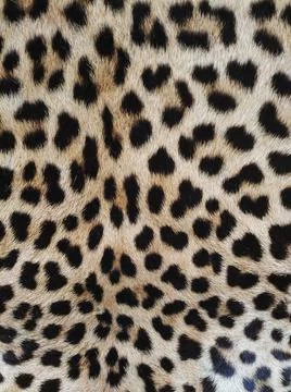 Leopard skin close-up with texture of spots and wool Stock Photos