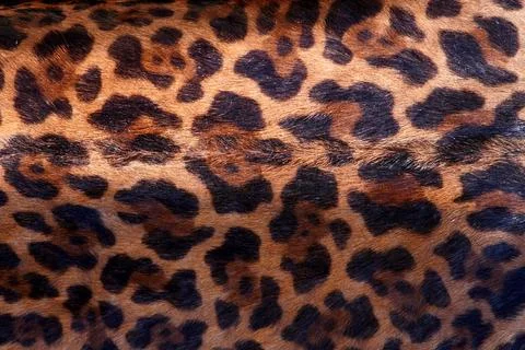 Leopard skin pattern Stock Photos