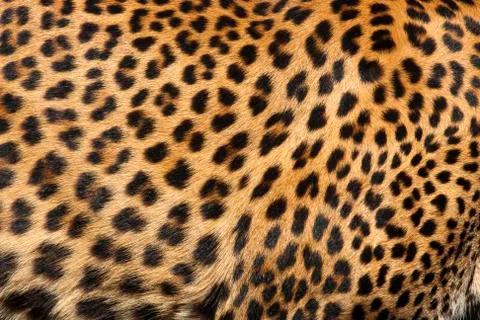 Leopard skin Stock Photos