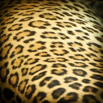 Leopard skin Foto stock