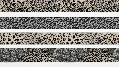 Leopard Skin Texture Background Stock Footage 215440730