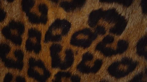 Leopard skin texture, close up  스톡 동영상 323390271