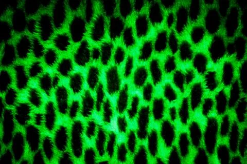 Leopard skin texture Illustrazione stock