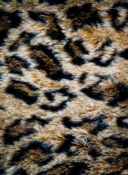 Leopard skin texture Stock Photos