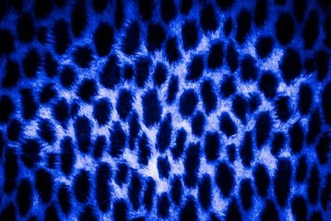 Leopard skin texture Stock Photos