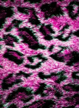 Leopard skin texture Stock Photos