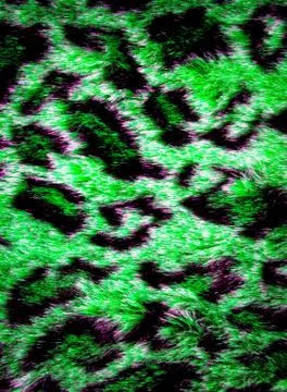 Leopard skin texture Stock Photos