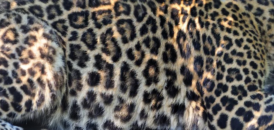 Leopard skin texture Stock Photos