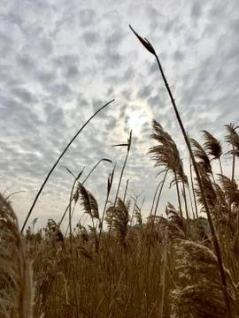 Leopard Sky Stock Photos