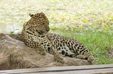 Leopard sleep Stock Photos