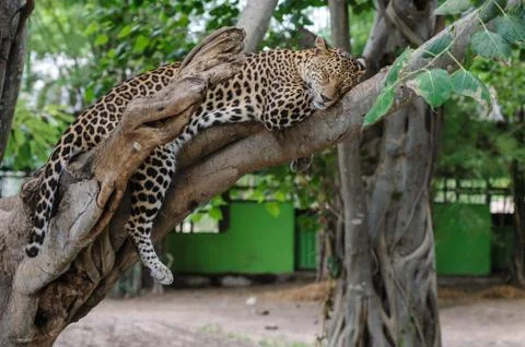 Leopard sleep on a tree in park. Stock Photos
