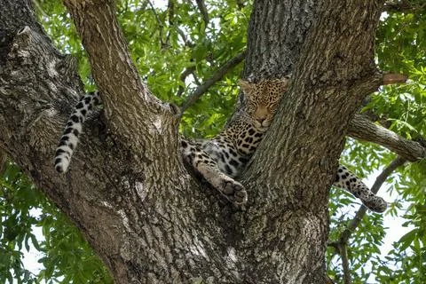 Leopard sleeping in the Branches of a Tree Stock Photos