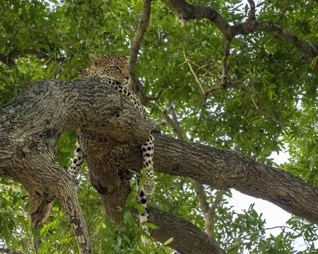 Leopard sleeping in the Branches of a Tree Stock Photos