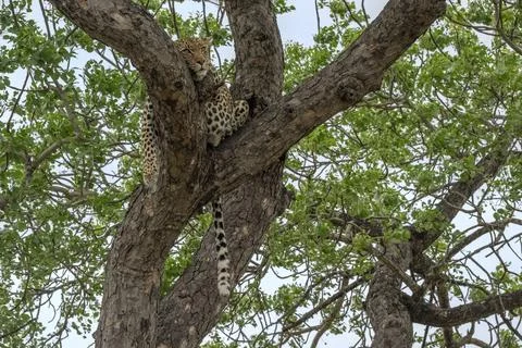 Leopard sleeping in the Branches of a Tree Stock Photos