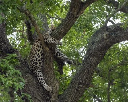 Leopard sleeping in the Branches of a Tree in South Africa Stock Photos
