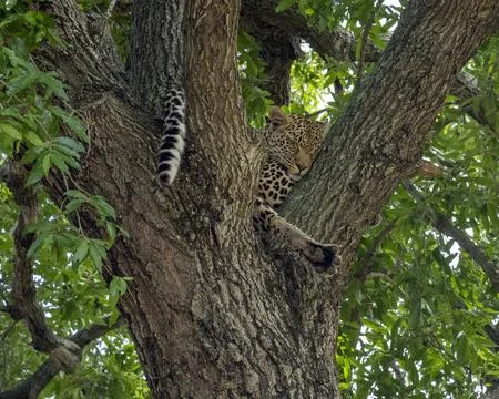 Leopard sleeping in the Branches of a Tree in South Africa Stock Photos