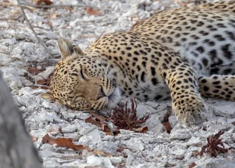 Leopard sleeping in clay Stock Photos