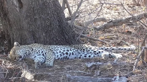 Leopard sleeping in the kruger park Stock Footage 82341240