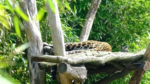 Leopard sleeping on a man made structure in the Berlin zoo Stock Footage 337164753