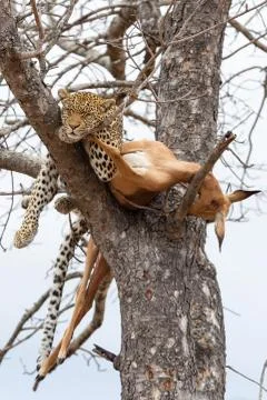 Leopard sleeping next to a kill in tree Stock Photos
