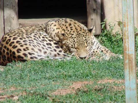 A leopard is sleeping at the Oradea Zoo, Romania Stock Photos