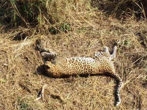 Leopard sleeping Фото