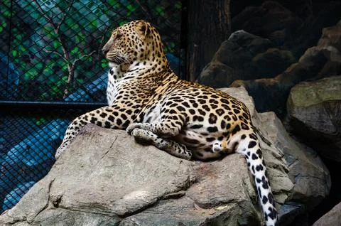 A leopard sleeping on the rock Stock Photos