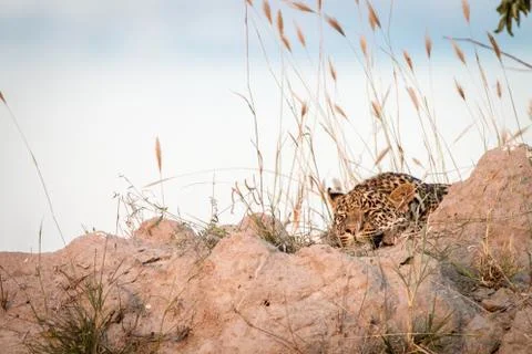 A Leopard sleeping on top of a termite mound. Stock Photos