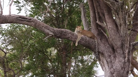 Leopard sleeping in a tree in African Savannah Stock Footage 266829355
