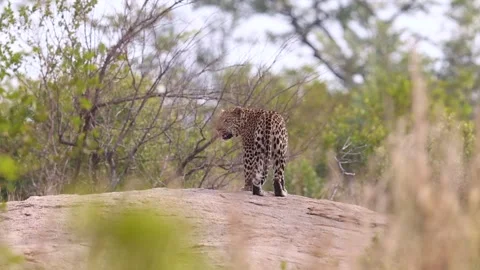 Leopard sleeping in a tree in African Savannah Stock Footage 266832368