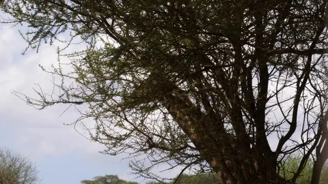 Leopard sleeping in the tree Video stock 125425588
