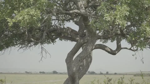 Leopard sleeping in the tree in a grassland plain in the Serengeti, Africa Stock-Footage 248635720