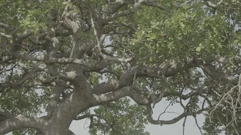 Leopard sleeping in the tree in a grassland plain in the Serengeti, Africa, Stock-Footage 248636143