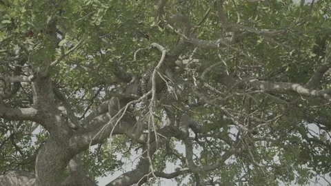 Leopard sleeping in the tree in a grassland plain in the Serengeti, Africa Stock-Footage 248636150