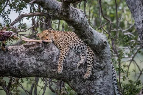 Leopard sleeping in a tree with kill. Stock Photos