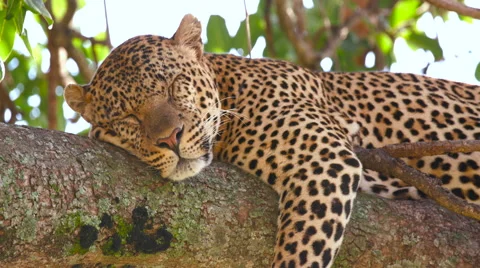 LEOPARD SLEEPING IN TREE MAASAI MARA KENYA AFRICA Stock-Footage 66382339