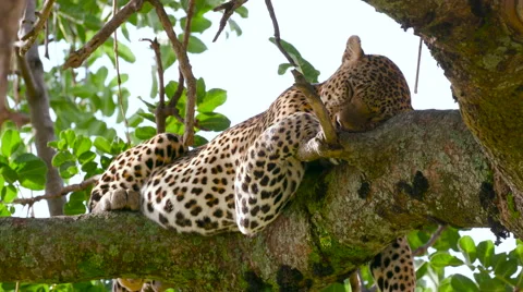 LEOPARD SLEEPING IN TREE MAASAI MARA KENYA AFRICA Stock-Footage 66385964