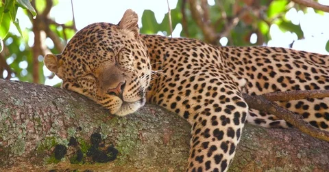 LEOPARD SLEEPING IN TREE MAASAI MARA KENYA AFRICA Stock-Footage 73224027