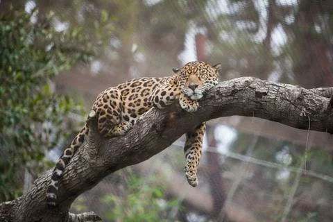 Leopard sleeping on the tree in zoo Stock Photos