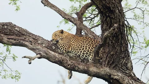 Leopard sleeps high on tree branch against white sky background Stock Footage 336552709
