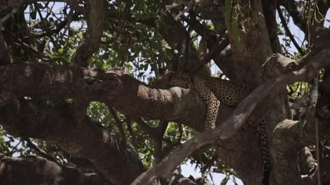 Leopard sleeps in a tree Stock-Footage 134182252