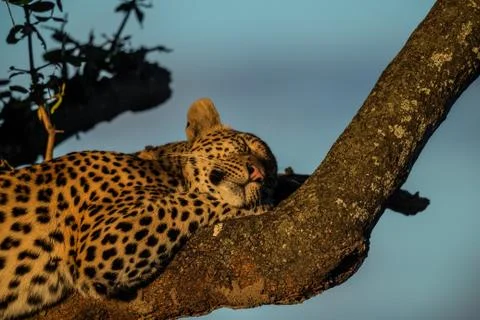 Leopard Sleeps in Tree Stock Photos
