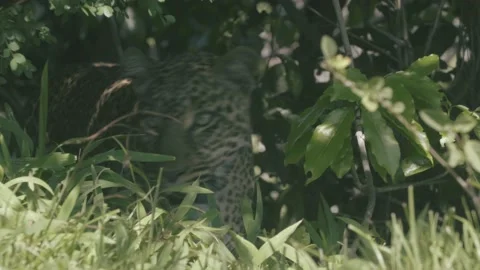 Leopard slips through the forest camouflaged and in broken light, close up. Stock Footage 156464840